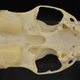 An ermine skull analyzed in the study.